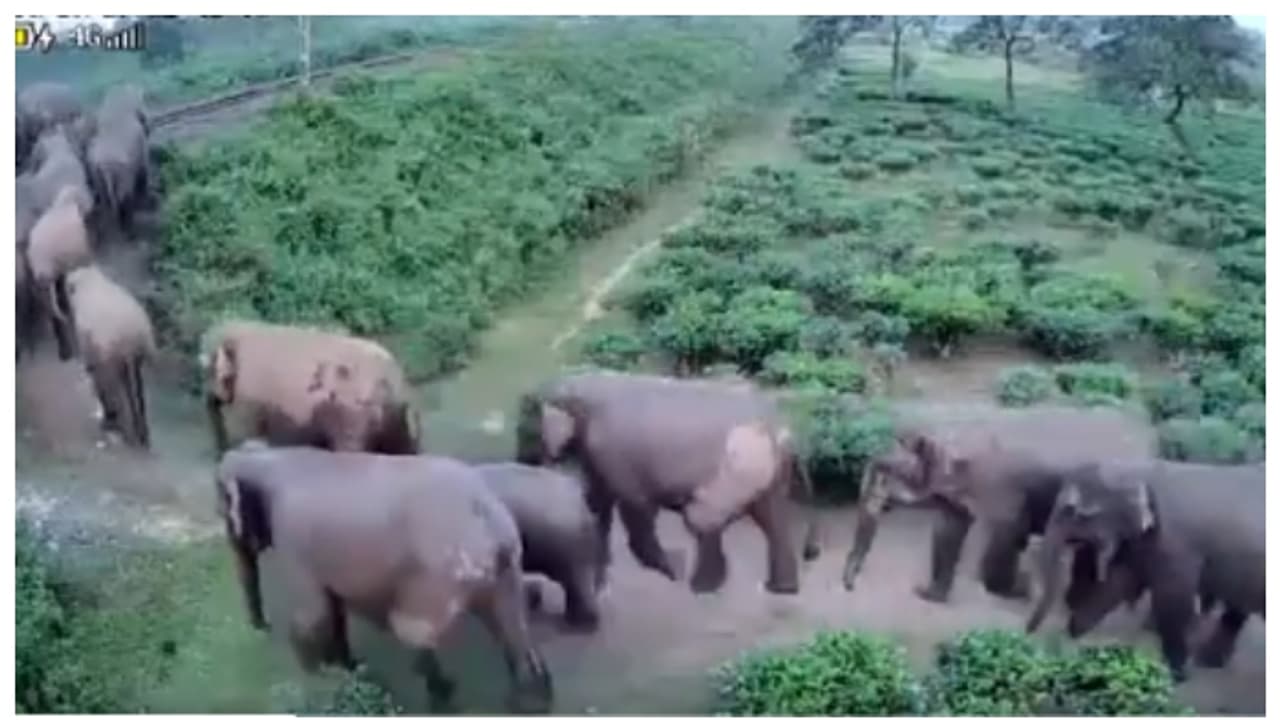 ഒന്നിന് പുറകെ ഒന്നായി റെയില്വേ ട്രാക്ക് മുറിച്ച് കടന്നത് അമ്പതോളം ആനകളുടെ വലിയാരു കൂട്ടം; വീഡിയോ വൈറല് ഒന്നിന് പുറകെ ഒന്നായി റെയില്വേ ട്രാക്ക് മുറിച്ച് കടന്നത് അമ്പതോളം ആനകളുടെ വലിയാരു കൂട്ടം; വീഡിയോ വൈറല്