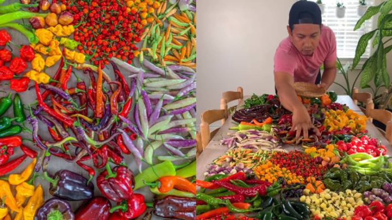 അഞ്ചോ പത്തോ അല്ല, അമ്പരപ്പിക്കുന്ന നിറങ്ങളും ഇനങ്ങളും, 35 തരം മുളകുകൾ, വീഡിയോ വൈറൽ അഞ്ചോ പത്തോ അല്ല, അമ്പരപ്പിക്കുന്ന നിറങ്ങളും ഇനങ്ങളും, 35 തരം മുളകുകൾ, വീഡിയോ വൈറൽ