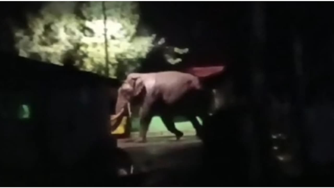 ആറ് മാസത്തെ ഇടവേളയ്ക്ക് ശേഷം പടയപ്പ വീണ്ടും തലയാറിലെത്തി; ഓട്ടോറിക്ഷ തകര്ത്തു ആറ് മാസത്തെ ഇടവേളയ്ക്ക് ശേഷം പടയപ്പ വീണ്ടും തലയാറിലെത്തി; ഓട്ടോറിക്ഷ തകര്ത്തു