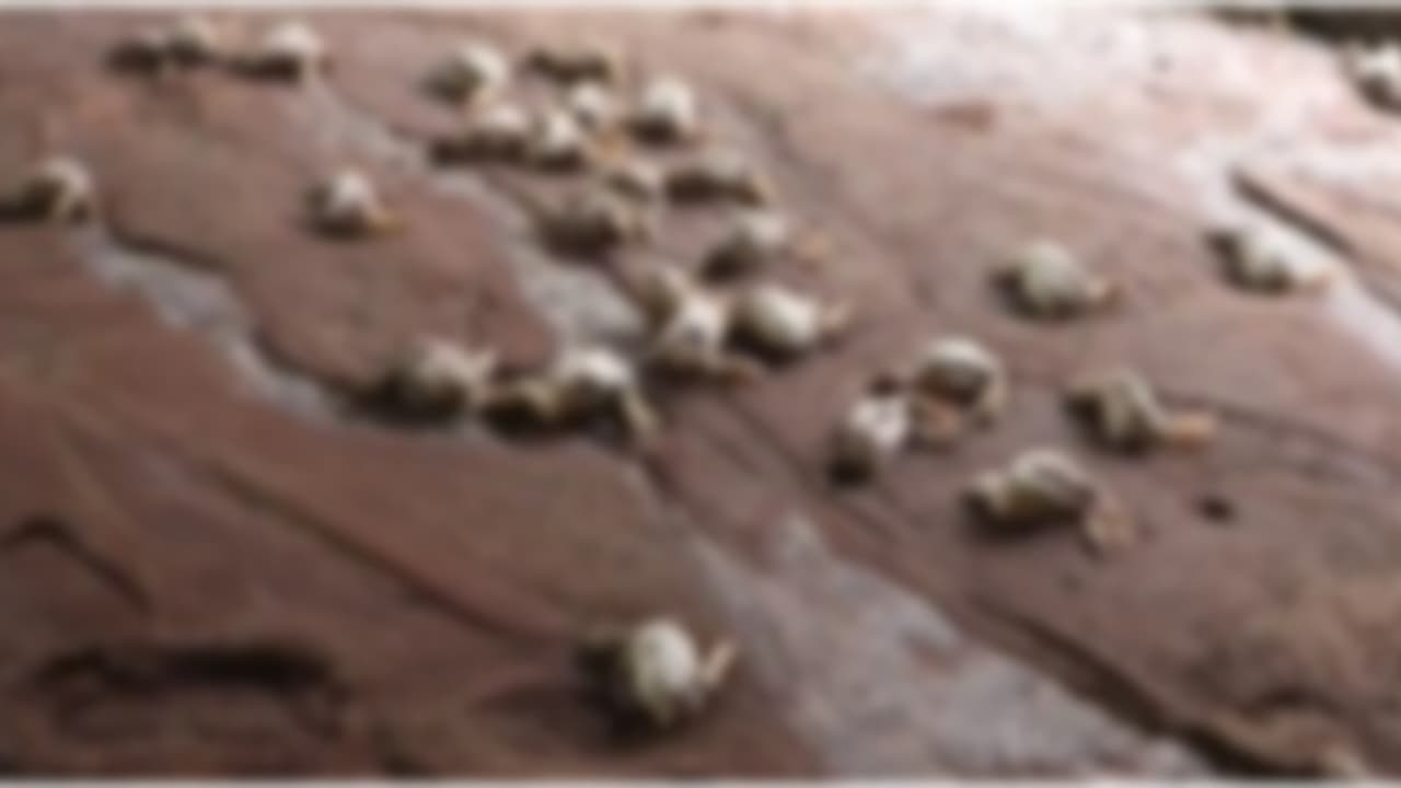 തിരുവനന്തപുരത്ത് കനത്ത മഴയിൽ വെള്ളം കയറി കർഷകന്‍റെ 2000 കോഴിക്കുഞ്ഞുങ്ങൾ ചത്തു, ആയിരത്തോളം വാഴകളും നശിച്ചു