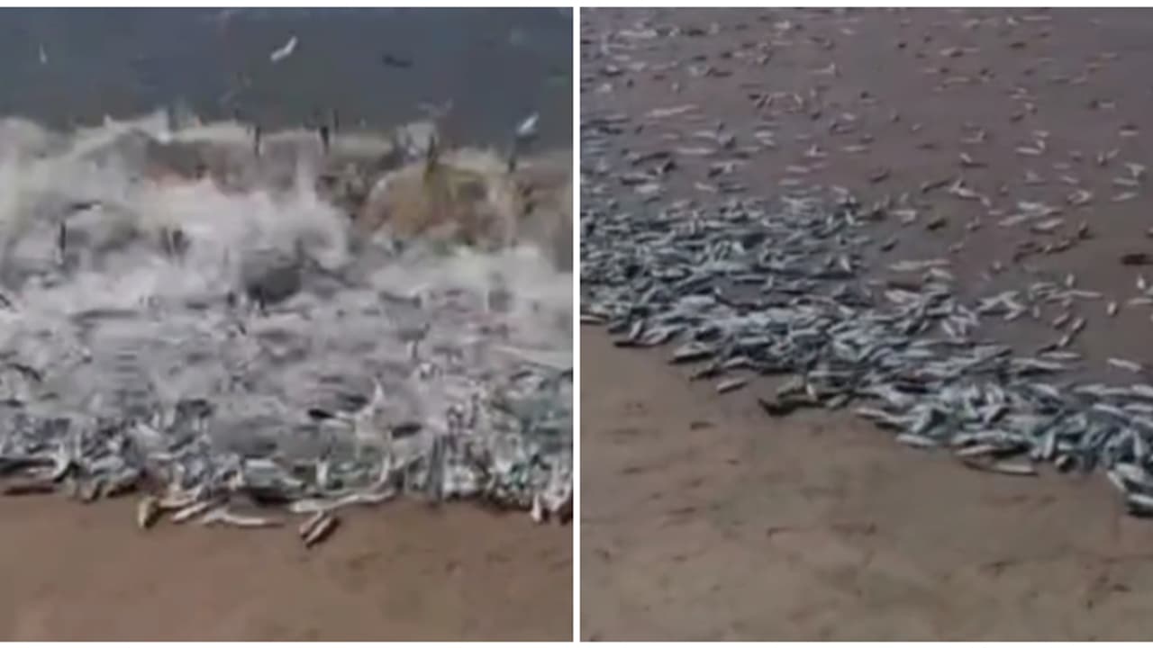 നല്ല പിടയ്ക്കണ ചാളക്കുട്ടന്മാർ കേറി വരുന്നത് കണ്ടോ..! സന്തോഷമടക്കാനാകാതെ നാട്ടുകാർ; വാരിക്കൂട്ടാൻ വൻ തിരക്ക് 