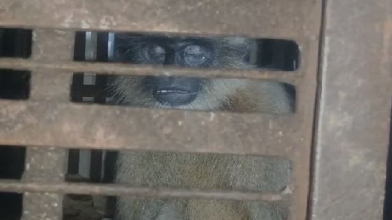 ಬೆಳಗಾವಿ: ಡೆಡ್ಲಿ ಕೋತಿ ಸೆರೆ ಹಿಡಿದ ಅರಣ್ಯ ಇಲಾಖೆಯ ಸಿಬ್ಬಂದಿ, ನಿಟ್ಟುಸಿರು ಬಿಟ್ಟ ರಾಮದುರ್ಗದ ಜನತೆ! ಬೆಳಗಾವಿ: ಡೆಡ್ಲಿ ಕೋತಿ ಸೆರೆ ಹಿಡಿದ ಅರಣ್ಯ ಇಲಾಖೆಯ ಸಿಬ್ಬಂದಿ, ನಿಟ್ಟುಸಿರು ಬಿಟ್ಟ ರಾಮದುರ್ಗದ ಜನತೆ!