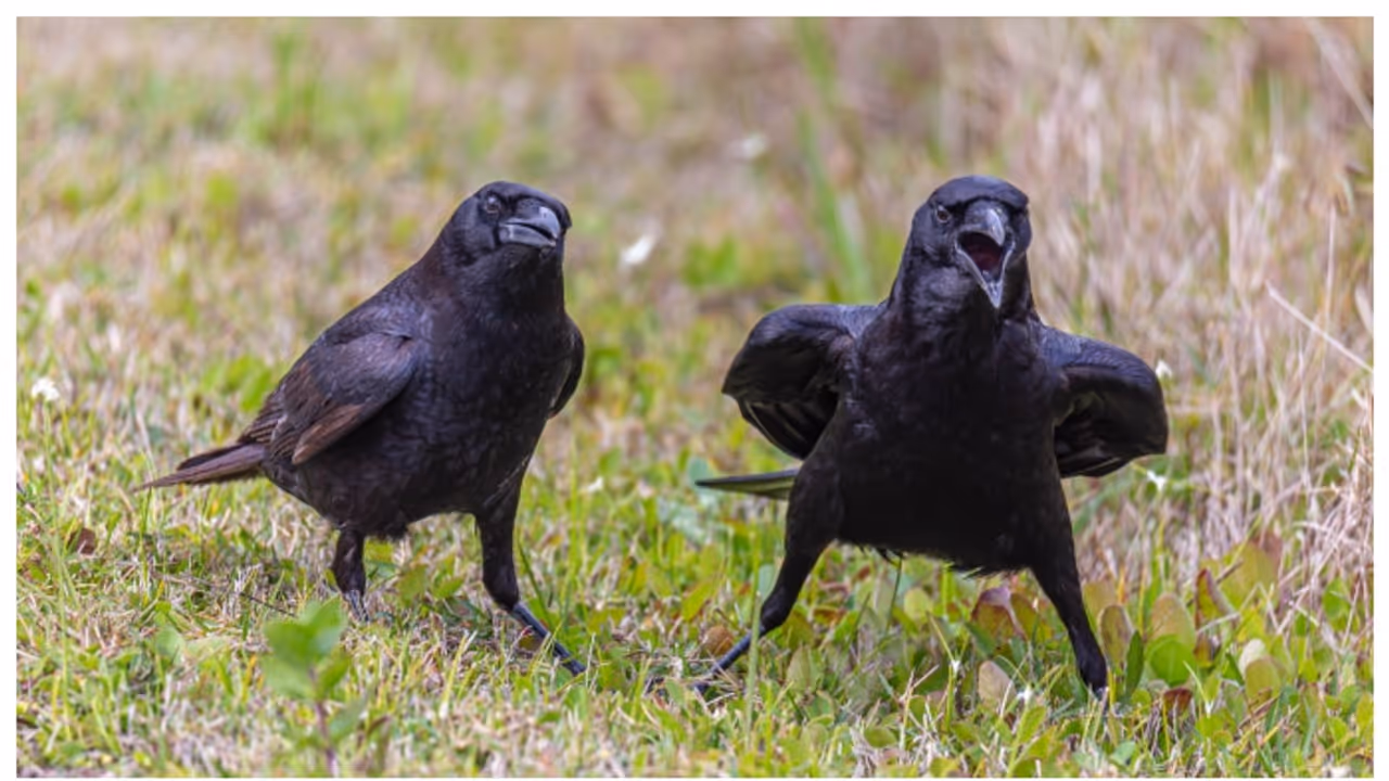 Crow can remember faces, seek revenge for up to 17 years, study finds 