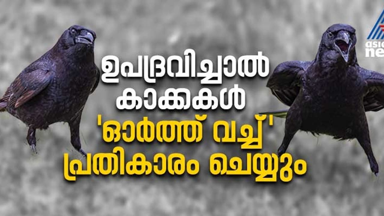 ഉപദ്രവിച്ചാല്‍ കാക്കകള്‍ 'പ്രതികാരം' ചെയ്യും, അതും 17 വര്‍ഷത്തോളം ഓര്‍ത്ത് വച്ച്; പഠനം
