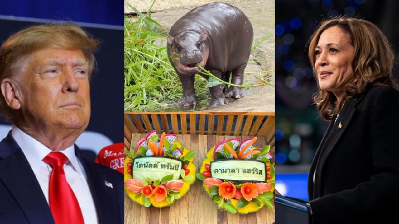 കമലയോ ട്രംപോ? പ്രസിഡന്റ് തെരഞ്ഞെടുപ്പ് പ്രവചനത്തിൽ ട്രംപിനൊപ്പം നിന്ന് വൈറൽ ഹിപ്പോ മൂ ഡെംഗ് കമലയോ ട്രംപോ? പ്രസിഡന്റ് തെരഞ്ഞെടുപ്പ് പ്രവചനത്തിൽ ട്രംപിനൊപ്പം നിന്ന് വൈറൽ ഹിപ്പോ മൂ ഡെംഗ്