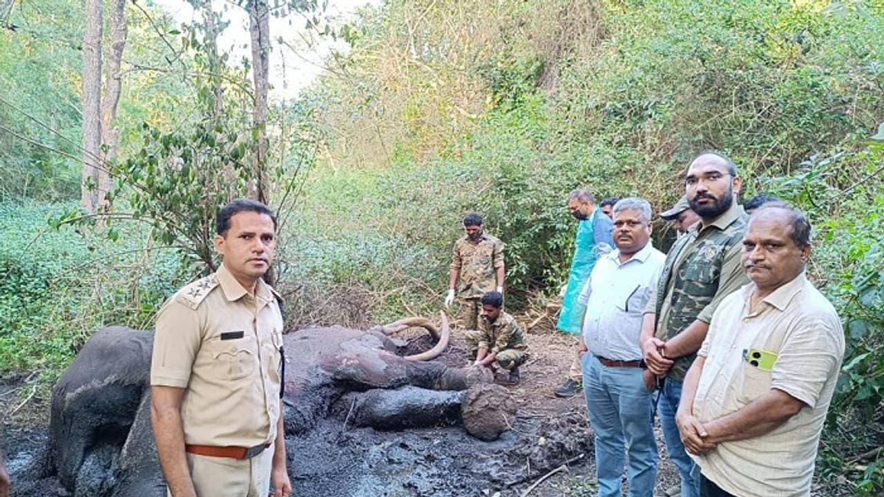 ಚಾಮರಾಜನಗರ: ವಕ್ರದಂತ ಹೊಂದಿದ್ದ ಕಾಡಾನೆ ಸಾವು, ಬಿಳಿಗಿರಿರಂಗನ ಬೆಟ್ಟ ಹುಲಿ ಸಂರಕ್ಷಿತಾರಣ್ಯದಲ್ಲಿ ಕಳೇಬರ ಪತ್ತೆ! ಚಾಮರಾಜನಗರ: ವಕ್ರದಂತ ಹೊಂದಿದ್ದ ಕಾಡಾನೆ ಸಾವು, ಬಿಳಿಗಿರಿರಂಗನ ಬೆಟ್ಟ ಹುಲಿ ಸಂರಕ್ಷಿತಾರಣ್ಯದಲ್ಲಿ ಕಳೇಬರ ಪತ್ತೆ!