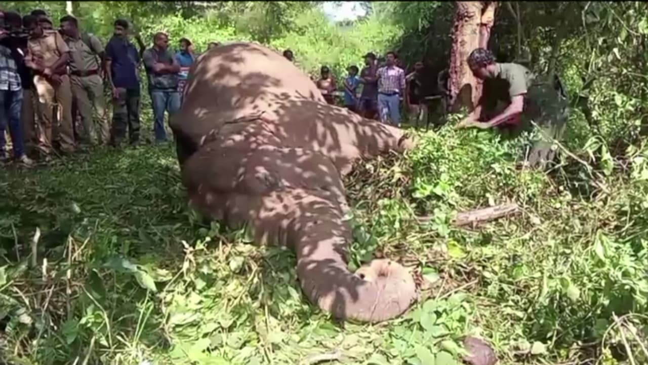 വലിയ ശബ്ദം കേട്ടു, പിന്നാലെ വൈദ്യുതി നിലച്ചു; കെഎസ്ഇബി ജീവക്കാരെത്തിയപ്പോള് കണ്ടത് കാട്ടാന ചരിഞ്ഞ നിലയിൽ വലിയ ശബ്ദം കേട്ടു, പിന്നാലെ വൈദ്യുതി നിലച്ചു; കെഎസ്ഇബി ജീവക്കാരെത്തിയപ്പോള് കണ്ടത് കാട്ടാന ചരിഞ്ഞ നിലയിൽ