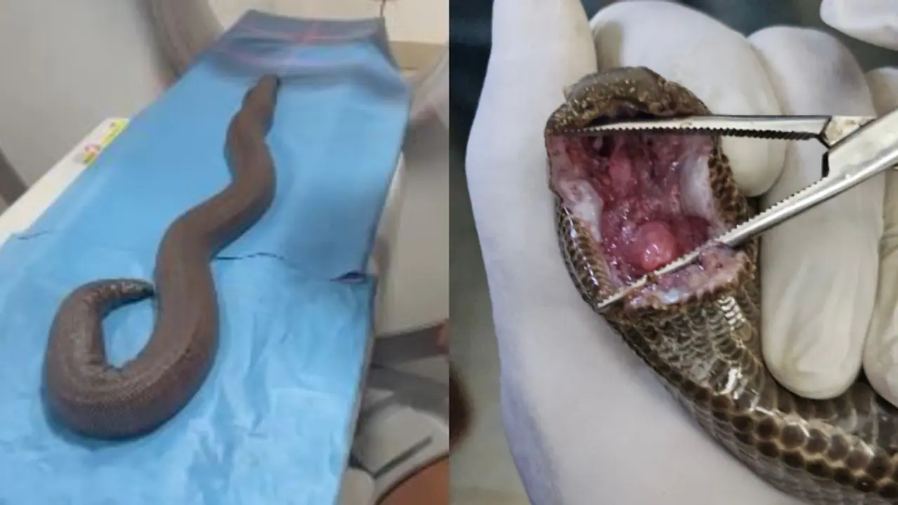 Kerala: Red Sand Boa treated for tumour in first of its kind at Thiruvananthapuram Zoo