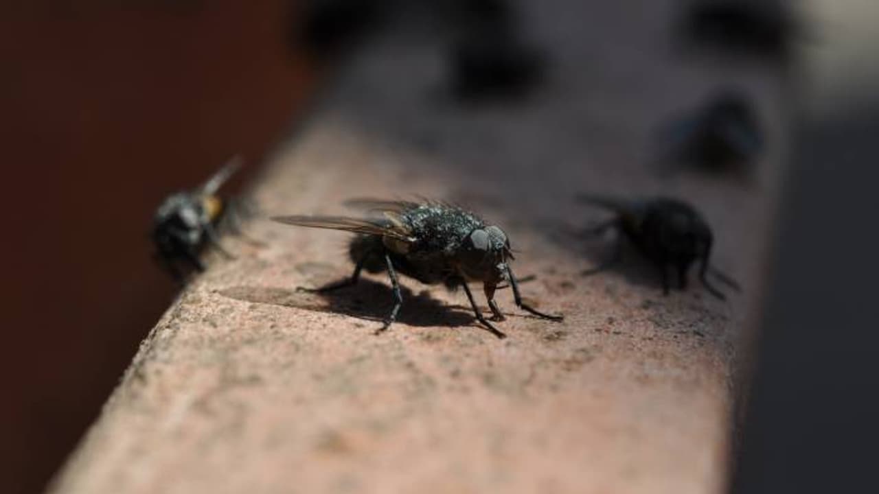 ഒറ്റത്തെളിവും കിട്ടാത്ത ദുരൂഹമായ കൊലപാതകക്കേസ്, നട്ടംതിരിഞ്ഞ പൊലീസിനെ സഹായിച്ചത് ഈച്ചകൾ , പ്രതിയെ കുടുക്കി ഒറ്റത്തെളിവും കിട്ടാത്ത ദുരൂഹമായ കൊലപാതകക്കേസ്, നട്ടംതിരിഞ്ഞ പൊലീസിനെ സഹായിച്ചത് ഈച്ചകൾ , പ്രതിയെ കുടുക്കി