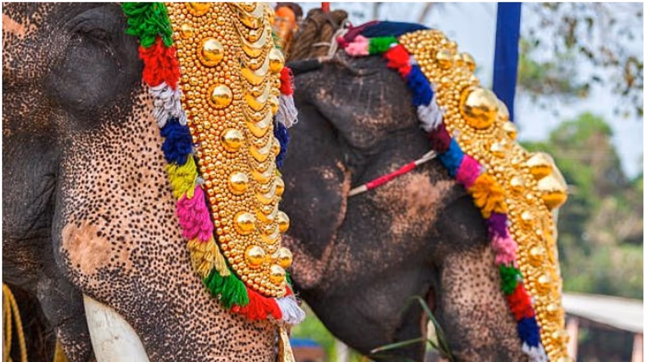 "Religious events only": Amicus curiae report suggests stricter regulations on elephant processions in Kerala "Religious events only": Amicus curiae report suggests stricter regulations on elephant processions in Kerala