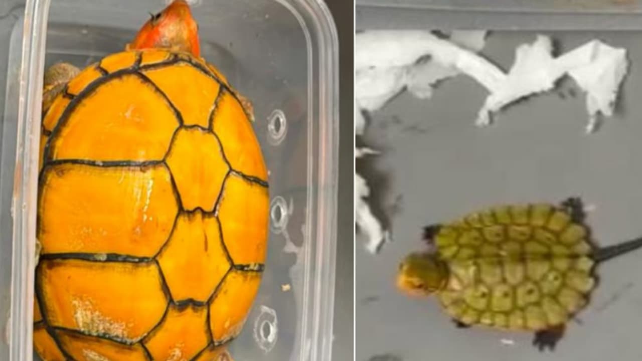 ട്രോളി ബാഗിലെ ഭക്ഷണപ്പൊതിക്കിടയിൽ ഒളിപ്പിച്ചു, ലഗേജ് പരിശോധനയിൽ കണ്ടത് ജാപ്പനീസ് ടർട്ടിൽ ഉൾപ്പെടെ 12 കടലാമകൾ ട്രോളി ബാഗിലെ ഭക്ഷണപ്പൊതിക്കിടയിൽ ഒളിപ്പിച്ചു, ലഗേജ് പരിശോധനയിൽ കണ്ടത് ജാപ്പനീസ് ടർട്ടിൽ ഉൾപ്പെടെ 12 കടലാമകൾ