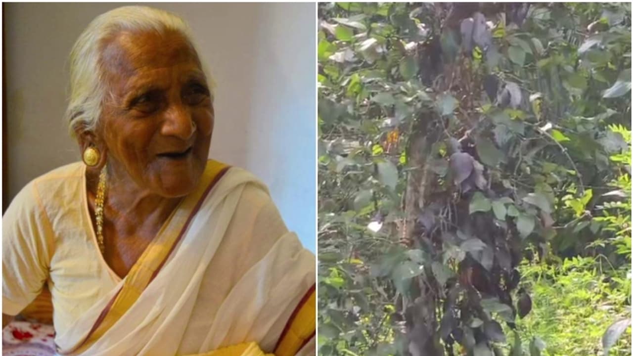 വീടിന്‍റെ മുറ്റത്ത് നിൽക്കവേ കൂട്ടത്തോടെ ആക്രമിച്ചു, കടന്നൽക്കൂട്ടത്തിന്റെ കുത്തേറ്റ് അമ്മയും മകളും മരിച്ചു 