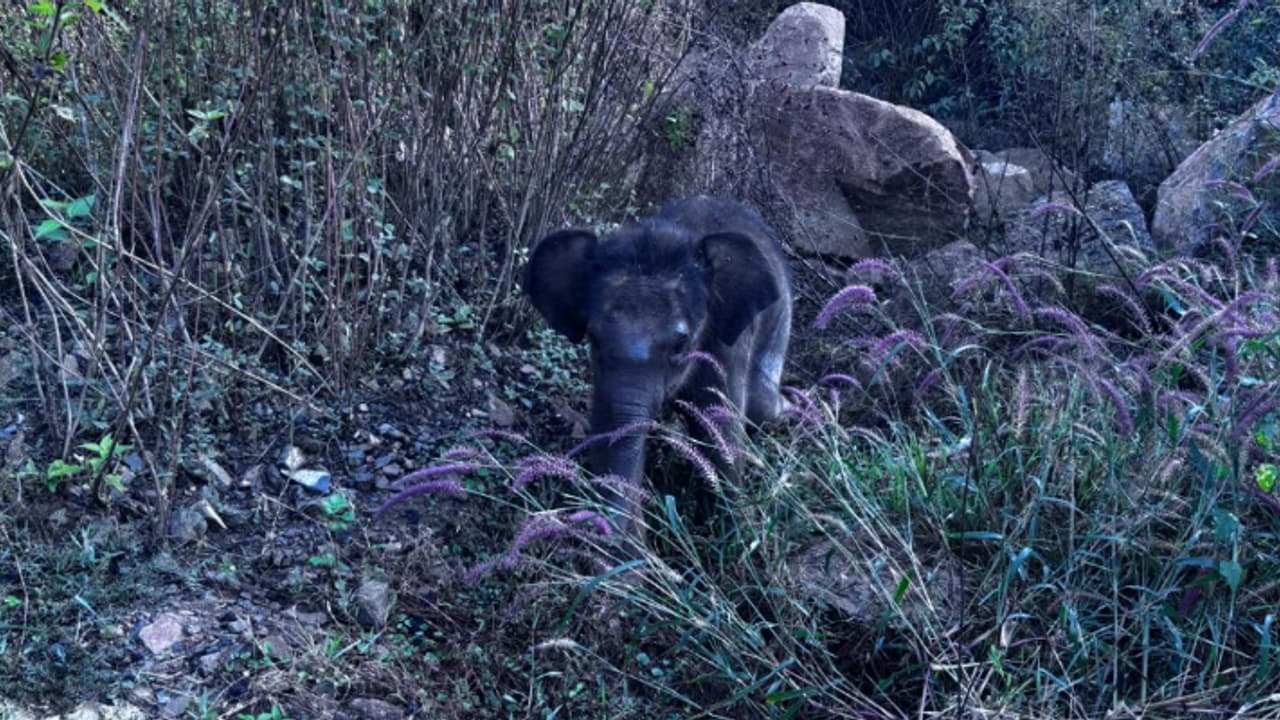 കൂട്ടം പിരിഞ്ഞു, തള്ളയാനയെ തിരഞ്ഞ് കടുവാ സങ്കേതത്തിലൂടെ നൂറ് കിലോമീറ്ററോളം അലഞ്ഞ് കുട്ടിയാനയ്ക്ക് രക്ഷ