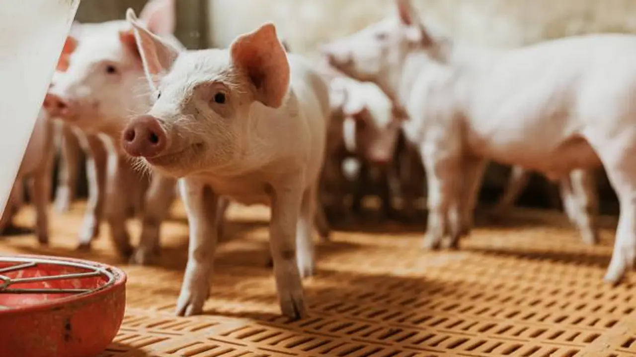 chinese influencer Kong Yufeng aka King Kong Liuke on pig feed diet to save money chinese influencer Kong Yufeng aka King Kong Liuke on pig feed diet to save money