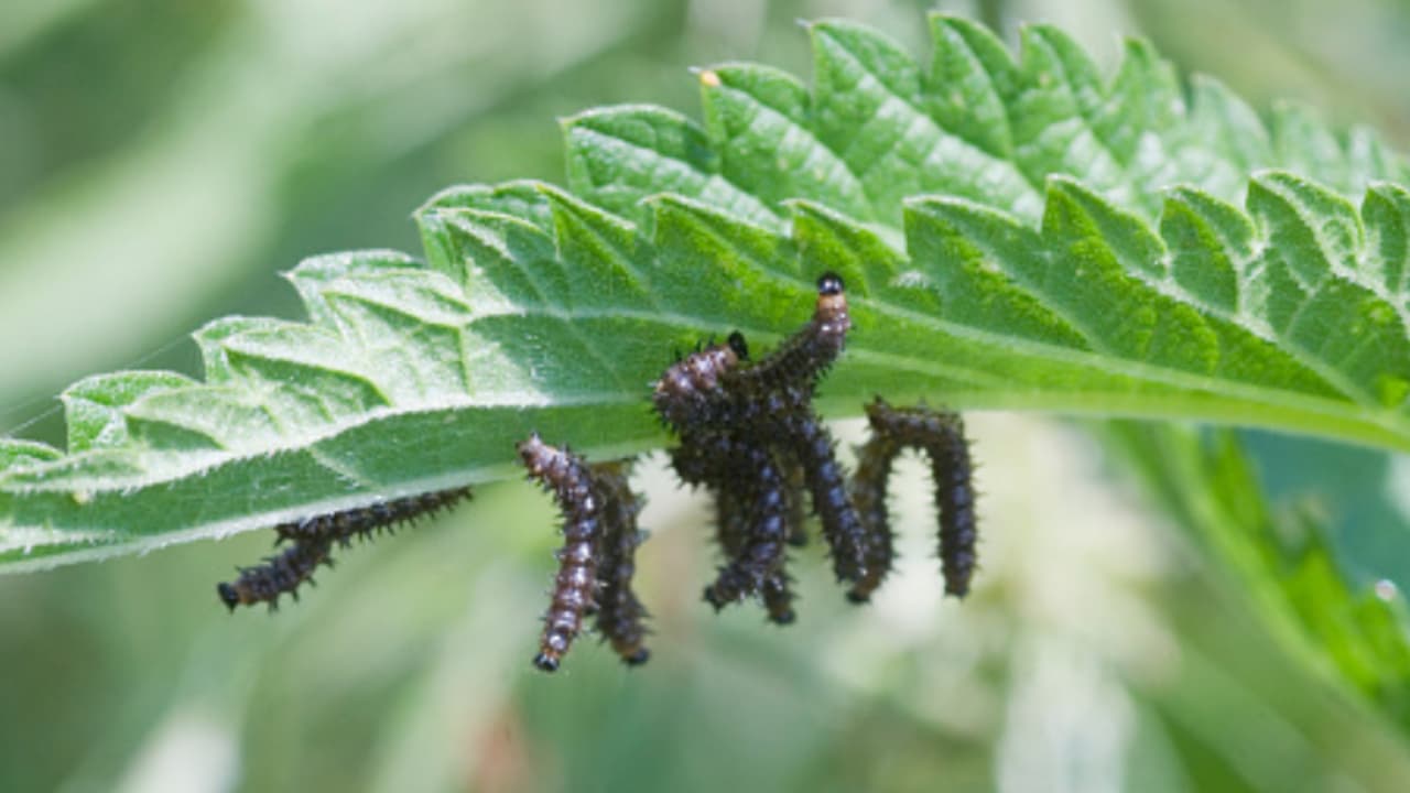ചുഴലിക്കാറ്റിന്റെ കഷ്ടപ്പാടുകൾ മാറും മുൻപേ പാടങ്ങൾ കീഴടക്കി പുഴുക്കൾ, വലഞ്ഞ് കർഷകർ ചുഴലിക്കാറ്റിന്റെ കഷ്ടപ്പാടുകൾ മാറും മുൻപേ പാടങ്ങൾ കീഴടക്കി പുഴുക്കൾ, വലഞ്ഞ് കർഷകർ