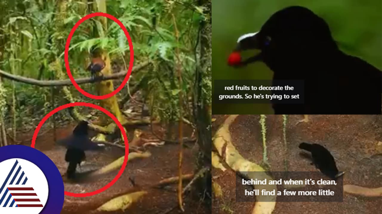 ಹೆಣ್ಣನ್ನು ಸೆಳೆಯಲು ಹಣ್ಣುಗಳ ಅಲಂಕಾರ! ನೆಲ ಕ್ಲೀನ್ ಮಾಡಿ ಅದ್ಭುತ ನೃತ್ಯ ಅಬ್ಬಾ ಇದೆಂಥ ವಿಸ್ಮಯ: ವಿಡಿಯೋ ವೈರಲ್ ಹೆಣ್ಣನ್ನು ಸೆಳೆಯಲು ಹಣ್ಣುಗಳ ಅಲಂಕಾರ! ನೆಲ ಕ್ಲೀನ್ ಮಾಡಿ ಅದ್ಭುತ ನೃತ್ಯ ಅಬ್ಬಾ ಇದೆಂಥ ವಿಸ್ಮಯ: ವಿಡಿಯೋ ವೈರಲ್