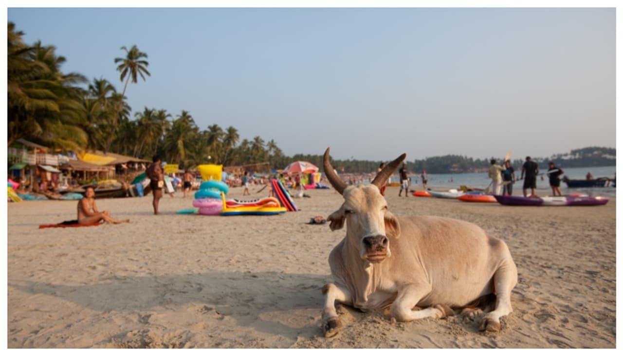 തീപിടിച്ച വില, വൃത്തിഹീനമായ സ്ഥലങ്ങൾ; ഗോവയെ ബഹിഷ്കരിക്കാൻ അഭ്യർത്ഥിച്ച് കുറിപ്പ് തീപിടിച്ച വില, വൃത്തിഹീനമായ സ്ഥലങ്ങൾ; ഗോവയെ ബഹിഷ്കരിക്കാൻ അഭ്യർത്ഥിച്ച് കുറിപ്പ്