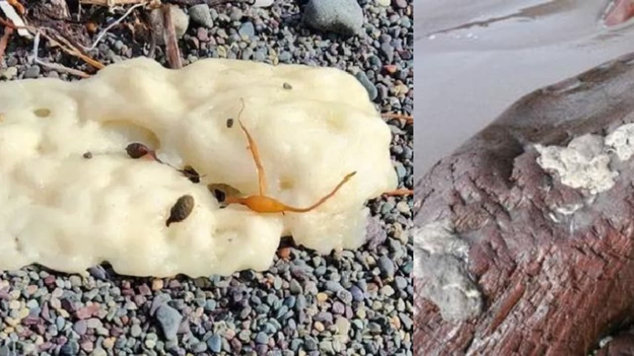 മഞ്ഞ നിറത്തിൽ ബീച്ചിൽ അടിഞ്ഞ് നിഗൂഢ വസ്തു, ഭയന്ന് സഞ്ചാരികൾ, ഒരുമാസത്തിന് ശേഷം ദുരൂഹതയ്ക്ക് അവസാനം