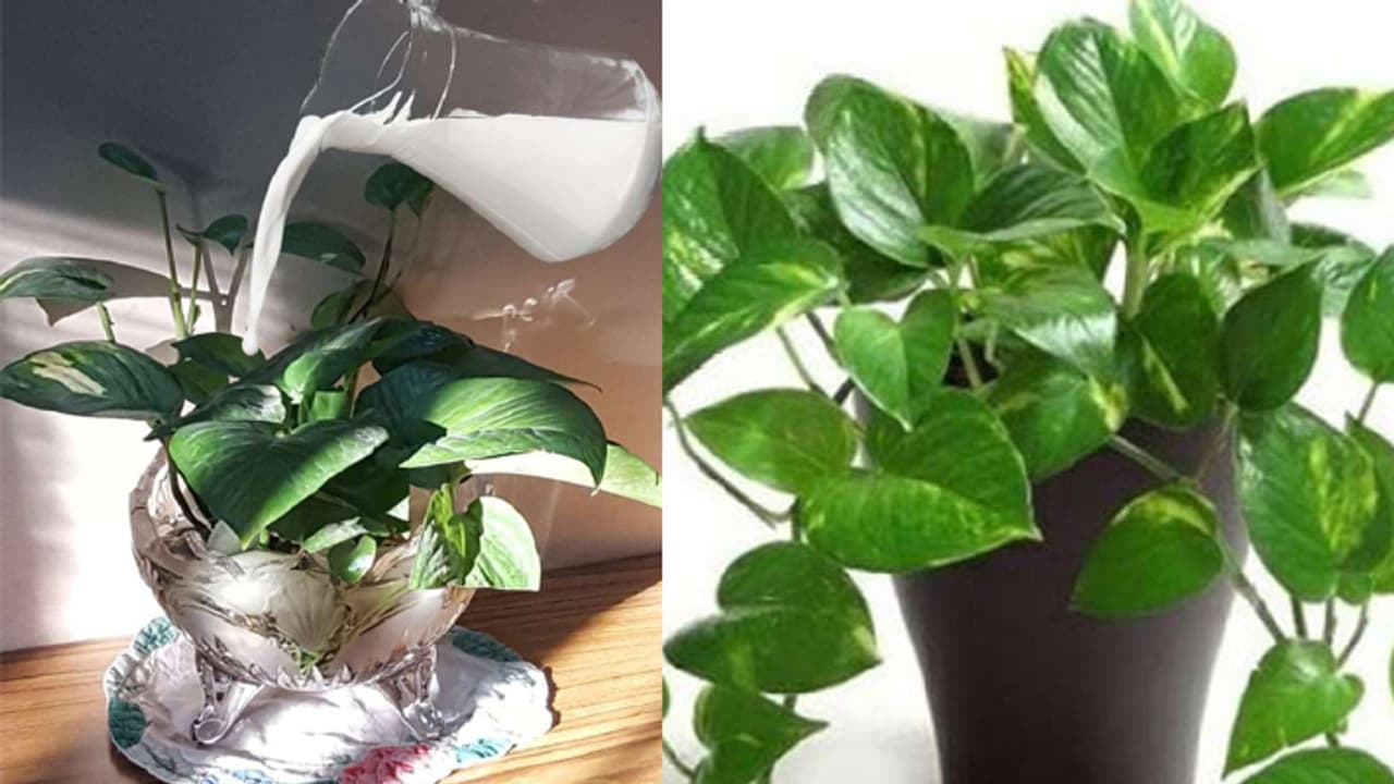  Is pouring milk on a money plant good for Vastu? Here's the truth