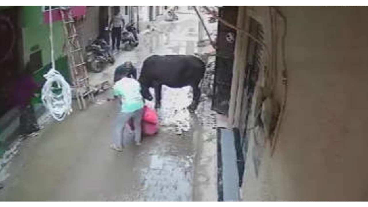 ഇടവഴിയിൽ കുത്തിവീഴ്ത്തിയ കാളയെ സധൈര്യം നേരിട്ട് വയോധിക; അനങ്ങാൻ കഴിയാത്ത വിധം കൊമ്പിൽ പിടിത്തമിട്ടു ഇടവഴിയിൽ കുത്തിവീഴ്ത്തിയ കാളയെ സധൈര്യം നേരിട്ട് വയോധിക; അനങ്ങാൻ കഴിയാത്ത വിധം കൊമ്പിൽ പിടിത്തമിട്ടു