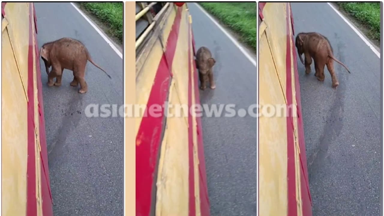 മെല്ലെ മെല്ലപ്പോട്ടെ...! ആനവണ്ടിക്ക് മുന്നിൽ കുട്ടിയാന, കുഞ്ഞന്റെ കുസൃതികളുടെ വീഡിയോ വൈറൽ 