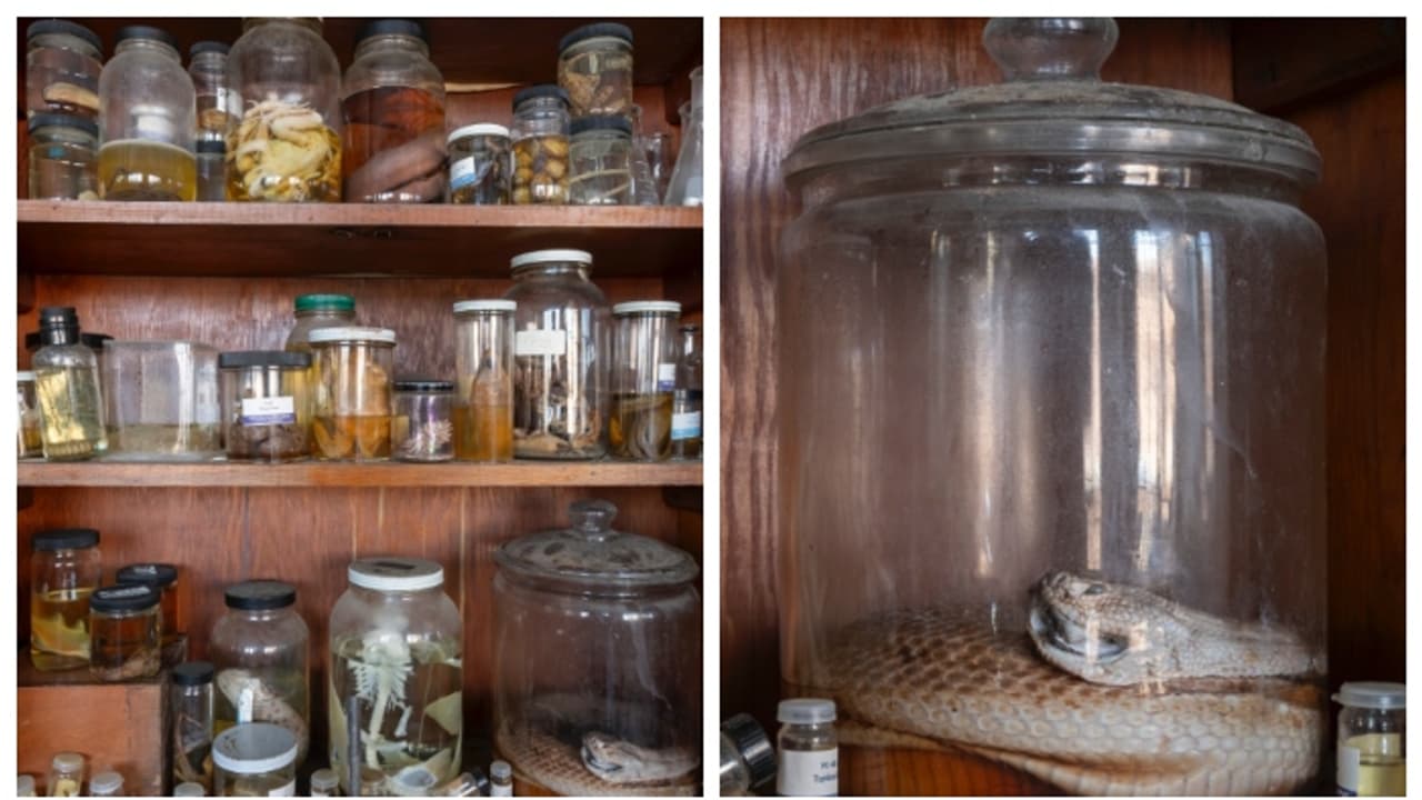 100 വർഷത്തെ പഴക്കം, പക്ഷേ ഉപേക്ഷിക്കപ്പെട്ടു; കോളേജിനുള്ളിൽ മനുഷ്യരുടെയും മൃഗങ്ങളുടെയും ശരീരഭാഗങ്ങള്‍ 