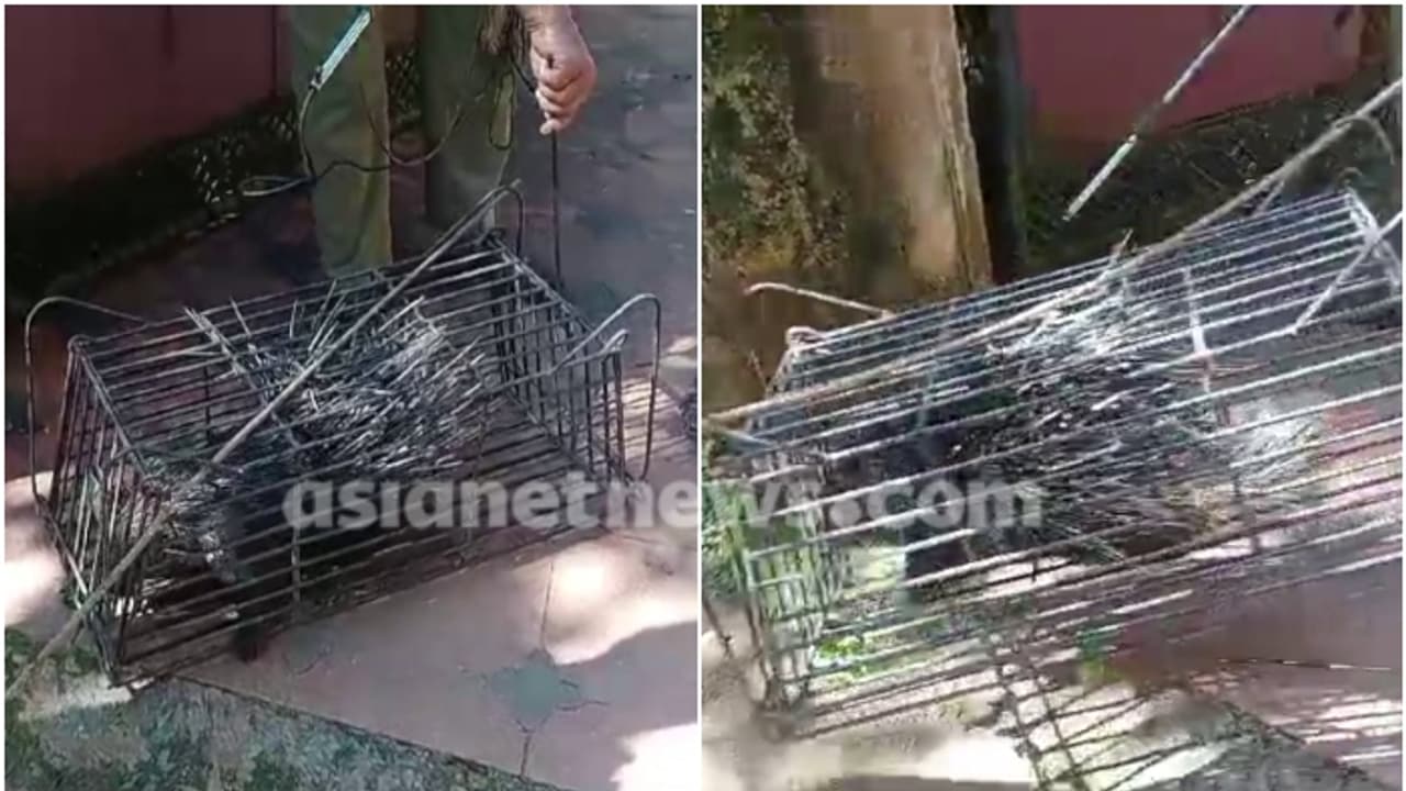 പാതിരാത്രിയിൽ വീട്ടുവളപ്പിലെത്തിയ 'ആളെ' കണ്ട് ഞെട്ടി വീട്ടുകാർ, ആർആർടി ഉദ്യോഗസ്ഥരുമെത്തി, മുള്ളൻ പന്നി കൂട്ടിൽ പാതിരാത്രിയിൽ വീട്ടുവളപ്പിലെത്തിയ 'ആളെ' കണ്ട് ഞെട്ടി വീട്ടുകാർ, ആർആർടി ഉദ്യോഗസ്ഥരുമെത്തി, മുള്ളൻ പന്നി കൂട്ടിൽ