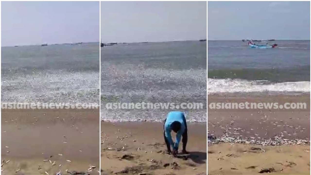 രാവിലെ തീരത്തെത്തിയവർക്ക് ഞെട്ടൽ, നല്ല പെടക്കണ ചാളക്കൂട്ടം വീണ്ടും കരയിലേക്ക്; വാരിക്കൂട്ടി നാട്ടുകാർ രാവിലെ തീരത്തെത്തിയവർക്ക് ഞെട്ടൽ, നല്ല പെടക്കണ ചാളക്കൂട്ടം വീണ്ടും കരയിലേക്ക്; വാരിക്കൂട്ടി നാട്ടുകാർ