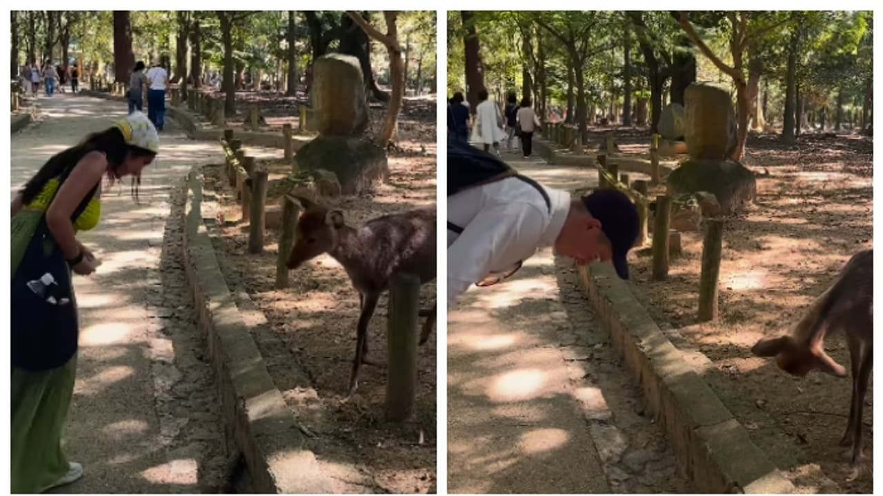 ജപ്പാനിലെ മൃഗങ്ങൾ മനുഷ്യരേക്കാൾ സംസ്കാര സമ്പന്നർ; ഇന്ത്യൻ വിനോദ സഞ്ചാരിയെ അഭിവാദ്യം ചെയ്ത് മാൻ; വീഡിയോ വൈറൽ 
