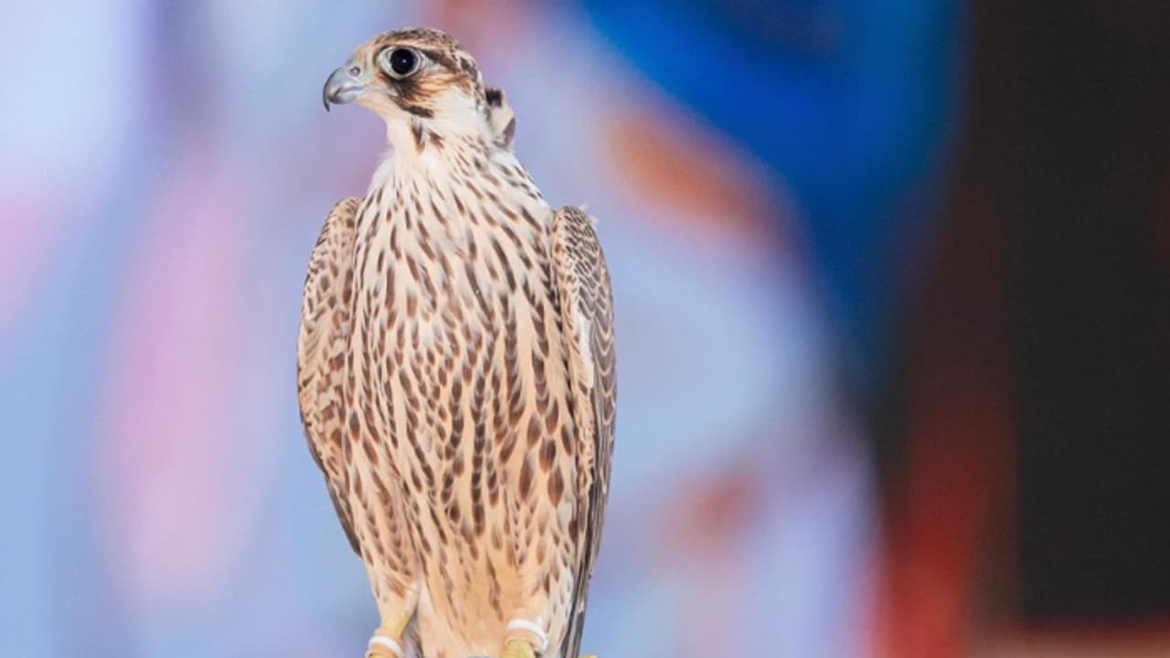 'ഒരു തരം, രണ്ട് തരം, മൂന്ന് തരം', വില 47 ലക്ഷം; ‘ഷാഹീന്’വേണ്ടി കടുത്ത മത്സരം, ഒടുവിൽ വിറ്റുപോയത് വൻ വിലയ്ക്ക് 