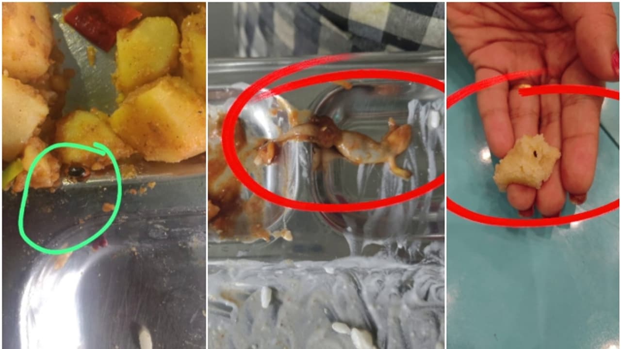 അച്ചാറിൽ ചത്ത പല്ലി; തിരുവനന്തപുരത്തെ കേരള ഡിജിറ്റല് യൂണിവേഴ്സിറ്റി ഹോസ്റ്റൽ മെസ് താൽക്കാലികമായി അടച്ചു അച്ചാറിൽ ചത്ത പല്ലി; തിരുവനന്തപുരത്തെ കേരള ഡിജിറ്റല് യൂണിവേഴ്സിറ്റി ഹോസ്റ്റൽ മെസ് താൽക്കാലികമായി അടച്ചു