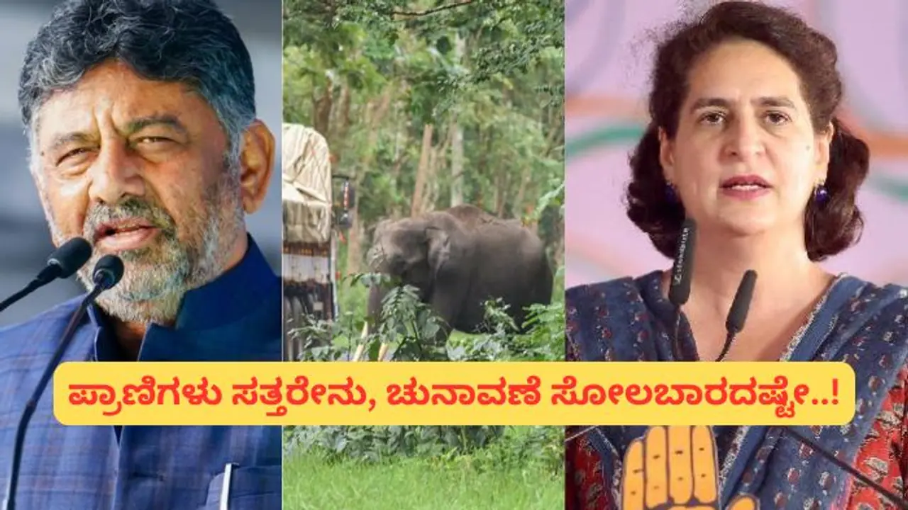 ಕೇರಳ, ಗಾಂಧಿ ಕುಟುಂಬದ ಲಾಬಿಗೆ ಮಣಿದ ಡಿಕೆಶಿ; ಬಂಡಿಪುರ ನೈಟ್ ಟ್ರಾವೆಲ್ ಬ್ಯಾನ್ ವಾಪಾಸ್? ಕೇರಳ, ಗಾಂಧಿ ಕುಟುಂಬದ ಲಾಬಿಗೆ ಮಣಿದ ಡಿಕೆಶಿ; ಬಂಡಿಪುರ ನೈಟ್ ಟ್ರಾವೆಲ್ ಬ್ಯಾನ್ ವಾಪಾಸ್?