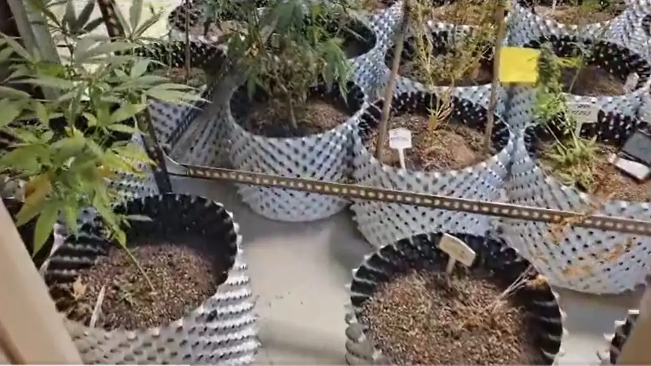 Foreign seeds, AC temperature: Man arrested for growing ganja in balcony of Noida flat (WATCH)