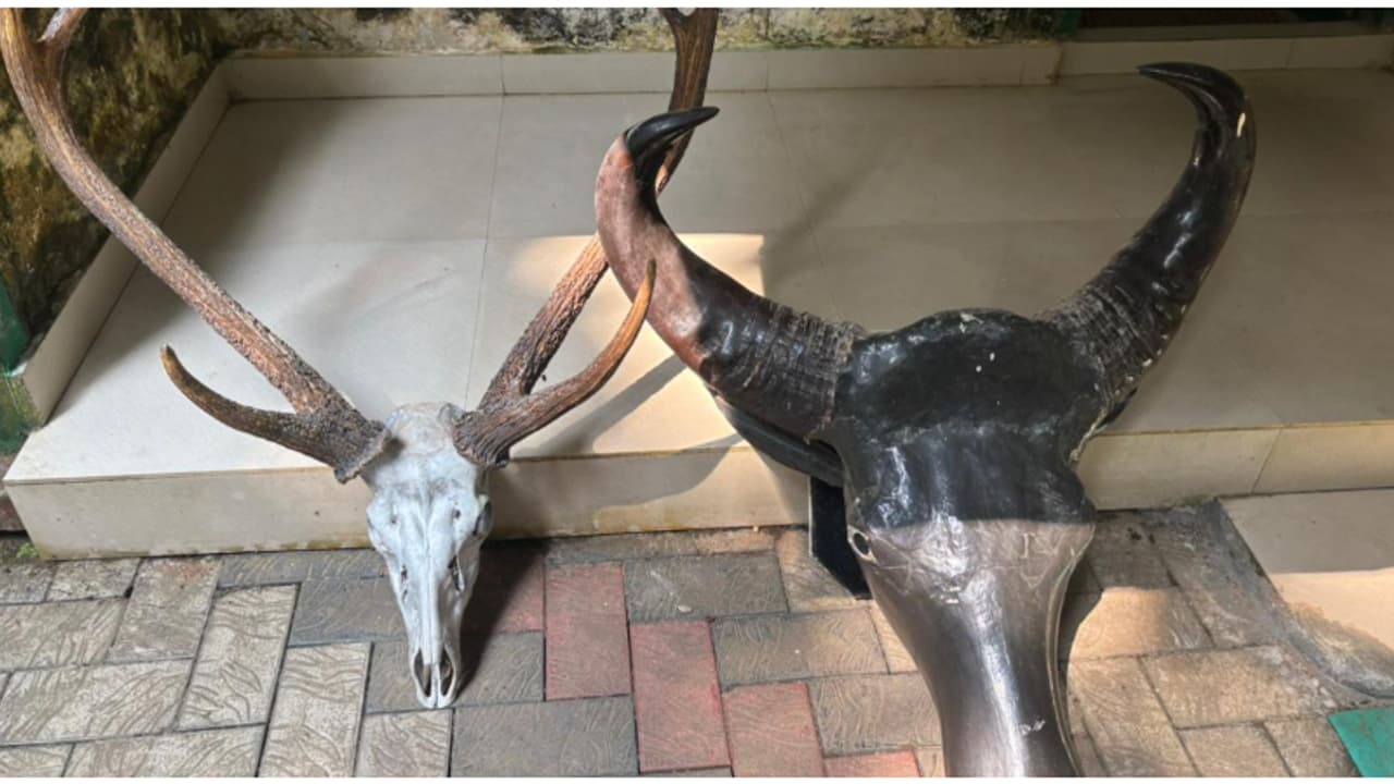 രഹസ്യവിവരത്തിൽ സ്വകാര്യ റിസോർട്ടിൽ പരിശോധനക്കെത്തി, കണ്ടെടുത്തത് മ്ലാവിൻ്റെയും കാട്ടുപോത്തിന്റെയും കൊമ്പുകള് രഹസ്യവിവരത്തിൽ സ്വകാര്യ റിസോർട്ടിൽ പരിശോധനക്കെത്തി, കണ്ടെടുത്തത് മ്ലാവിൻ്റെയും കാട്ടുപോത്തിന്റെയും കൊമ്പുകള്