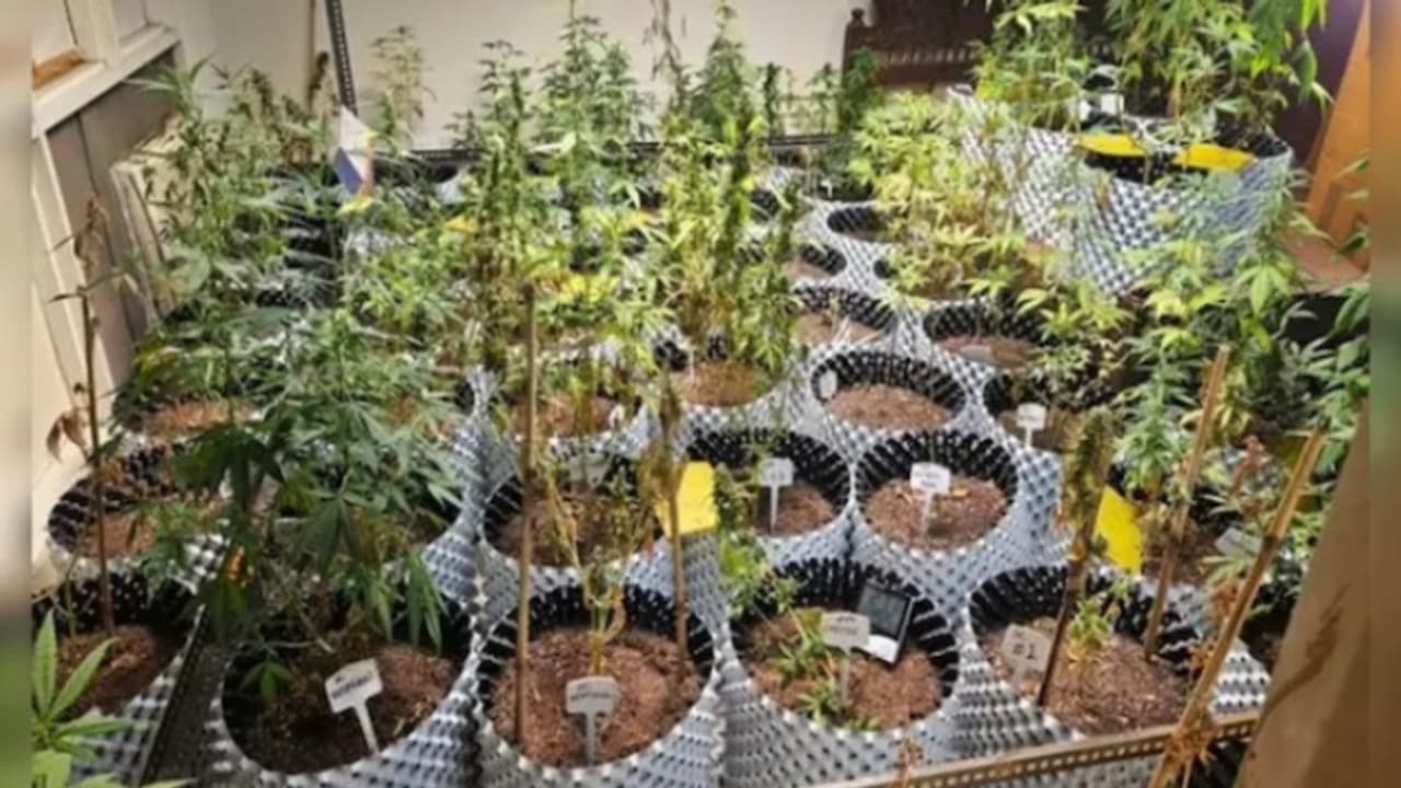 വെബ് സീരിസ് കണ്ടും നെറ്റിൽ പരതിയും പഠിച്ചു; ഗ്രോ ലൈറ്റുകളും എസിയുമൊക്കെ വെച്ച് വൻ സെറ്റപ്പിൽ കഞ്ചാവ് കൃഷി വെബ് സീരിസ് കണ്ടും നെറ്റിൽ പരതിയും പഠിച്ചു; ഗ്രോ ലൈറ്റുകളും എസിയുമൊക്കെ വെച്ച് വൻ സെറ്റപ്പിൽ കഞ്ചാവ് കൃഷി