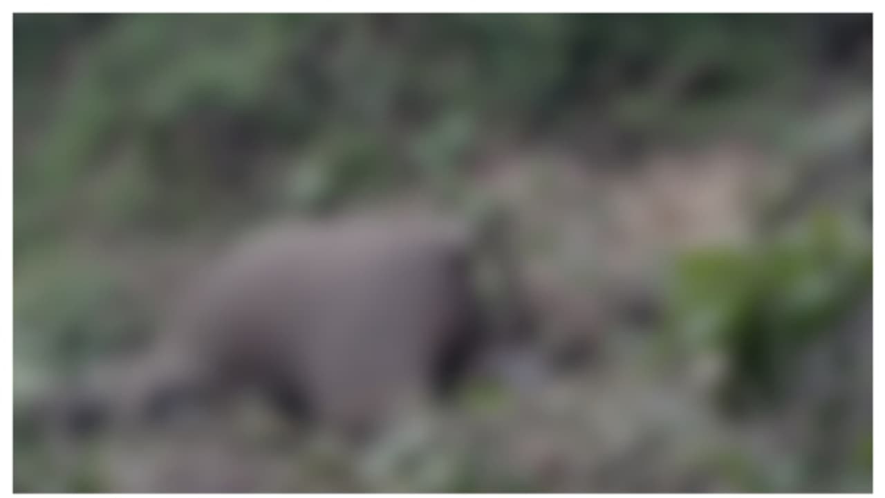 ചോലയിലിറങ്ങിയ കുഞ്ഞിനെ രക്ഷിക്കാനിറങ്ങി; പാറയിൽ നെഞ്ചിടിച്ച് ദാരുണാന്ത്യം; സങ്കടക്കാഴ്ചയായി ആനയും കുഞ്ഞും ചോലയിലിറങ്ങിയ കുഞ്ഞിനെ രക്ഷിക്കാനിറങ്ങി; പാറയിൽ നെഞ്ചിടിച്ച് ദാരുണാന്ത്യം; സങ്കടക്കാഴ്ചയായി ആനയും കുഞ്ഞും