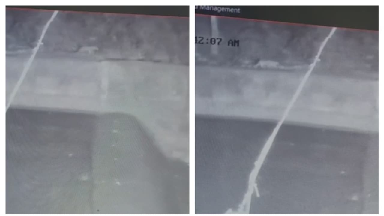 പുലിയോട് സാമ്യമുള്ള ജീവി ഡാം സൈറ്റിന് സമീപം; നിരീക്ഷിക്കാന് സിസിടിവി; ഉറപ്പായാല് കൂട് വെക്കാന് വനംവകുപ്പ് പുലിയോട് സാമ്യമുള്ള ജീവി ഡാം സൈറ്റിന് സമീപം; നിരീക്ഷിക്കാന് സിസിടിവി; ഉറപ്പായാല് കൂട് വെക്കാന് വനംവകുപ്പ്