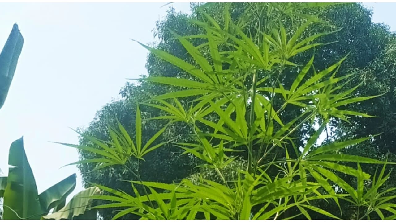 നഗരമധ്യത്തിലെ വാടക വീട്ടിൽ പരിശോധന; മതിലിനോട് ചേർന്ന് കഞ്ചാവ് ചെടി, ഒരാൾ പൊക്കം