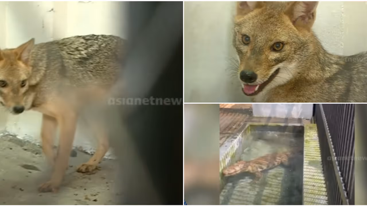 തിരുവനന്തപുരം മൃഗശാലയിൽ 9 പുതിയ അതിഥികൾ; കഴുതപ്പുലി മുതൽ മഗർ മുതല വരെ എത്തിയത് ശിവമോഗയിൽ നിന്ന് തിരുവനന്തപുരം മൃഗശാലയിൽ 9 പുതിയ അതിഥികൾ; കഴുതപ്പുലി മുതൽ മഗർ മുതല വരെ എത്തിയത് ശിവമോഗയിൽ നിന്ന്