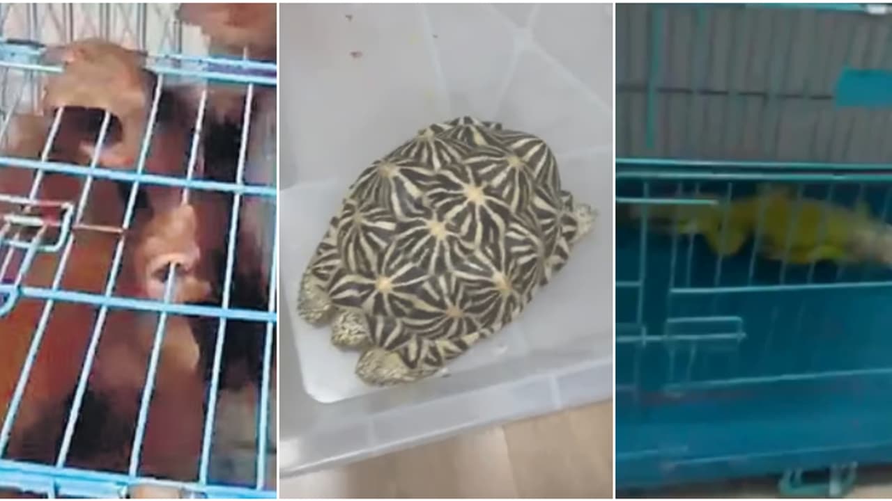 കുടുംബം വാടകക്കെടുത്ത ഫ്ലാറ്റിനെ കുറിച്ച് സംശയം, റെയ്ഡ് ചെയ്തപ്പോൾ ഞെട്ടി, ഒറാങ്ങ്ഉട്ടാനടക്കം അപൂർവയിനം ജീവികൾ കുടുംബം വാടകക്കെടുത്ത ഫ്ലാറ്റിനെ കുറിച്ച് സംശയം, റെയ്ഡ് ചെയ്തപ്പോൾ ഞെട്ടി, ഒറാങ്ങ്ഉട്ടാനടക്കം അപൂർവയിനം ജീവികൾ