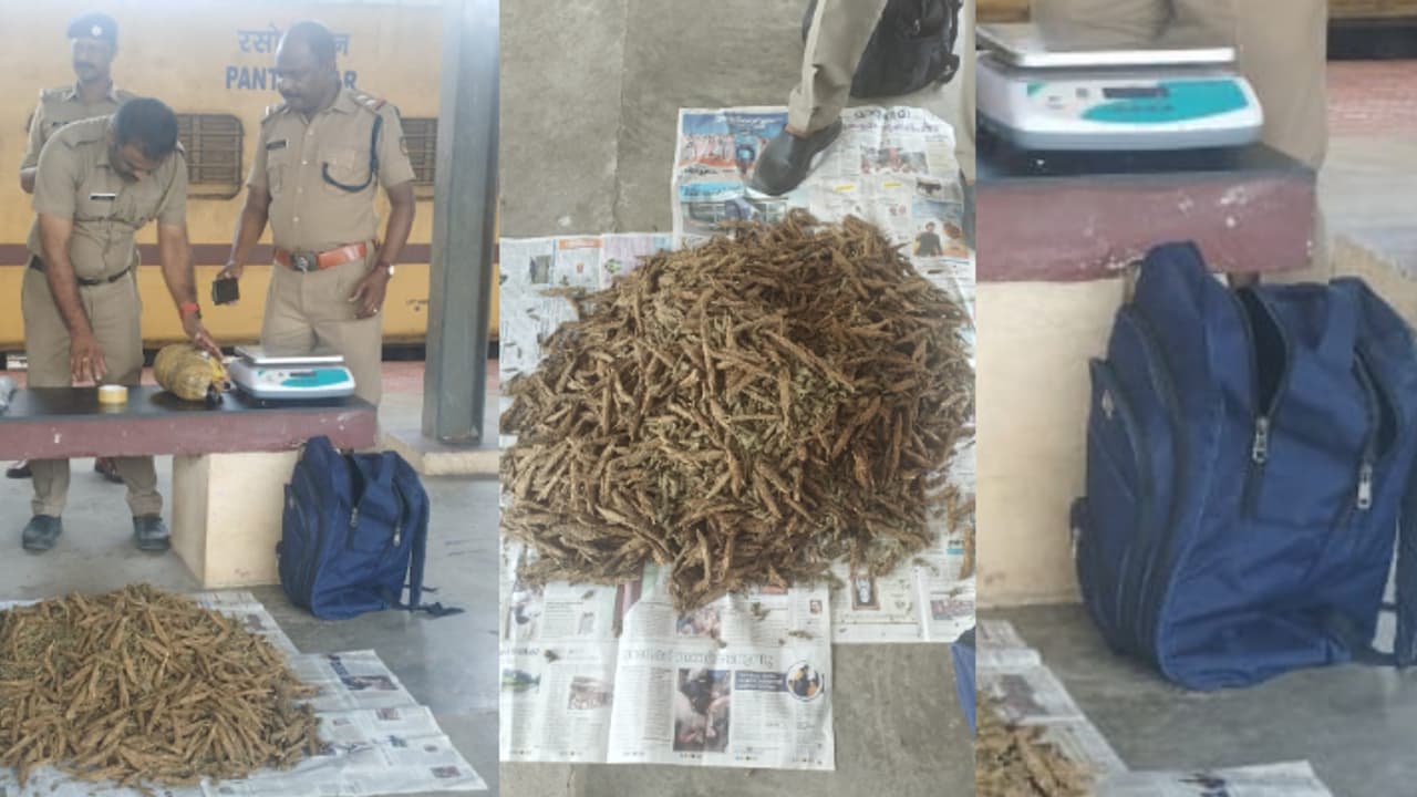 തൃശൂർ റെയിൽവേ സ്റ്റേഷനിലെ മൂന്നാം പ്ലാറ്റ് ഫോമിൽ നീല ബാഗ്, ഉടമസ്ഥനില്ല: തുറന്നപ്പോൾ കിട്ടയത് 10 കിലോ കഞ്ചാവ്! തൃശൂർ റെയിൽവേ സ്റ്റേഷനിലെ മൂന്നാം പ്ലാറ്റ് ഫോമിൽ നീല ബാഗ്, ഉടമസ്ഥനില്ല: തുറന്നപ്പോൾ കിട്ടയത് 10 കിലോ കഞ്ചാവ്!