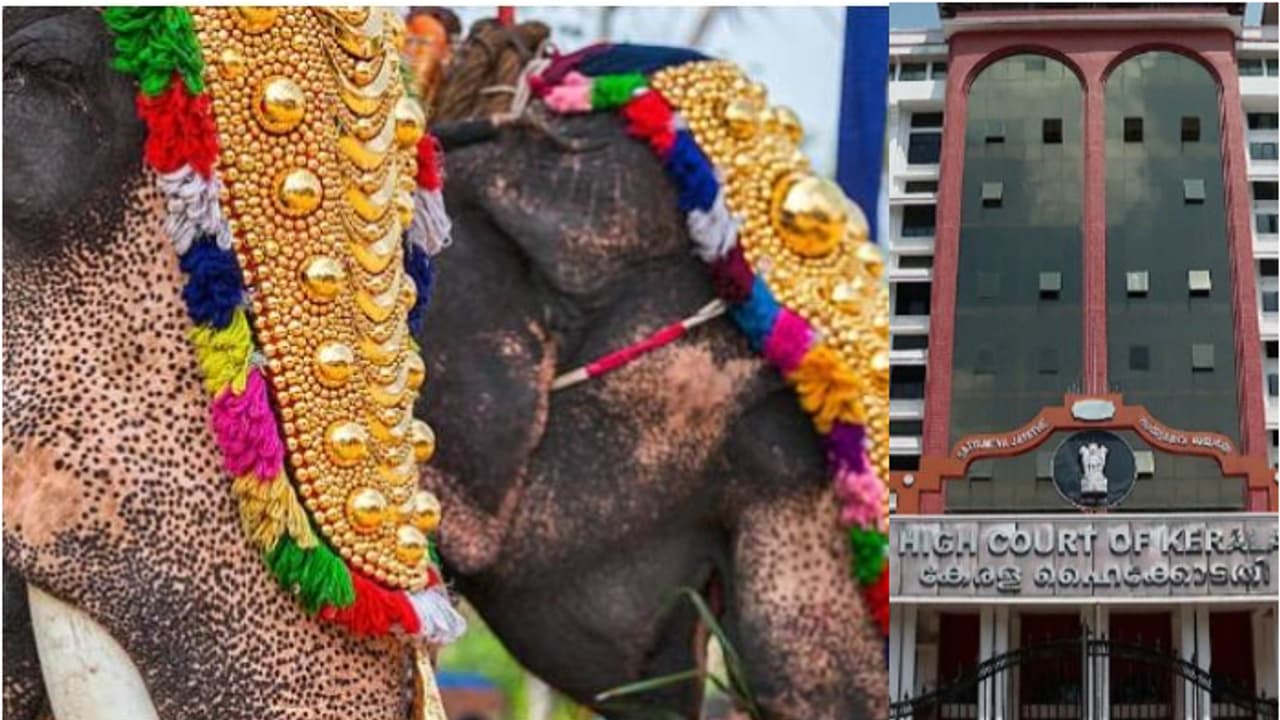 ആന എഴുന്നള്ളിപ്പ്; സുപ്രധാന മാർഗ നിർദേശവുമായി ഹൈക്കോടതി; 'തുടർച്ചയായി 3 മണിക്കൂറിൽ കൂടുതൽ ആനകളെ നിർത്തരുത്'