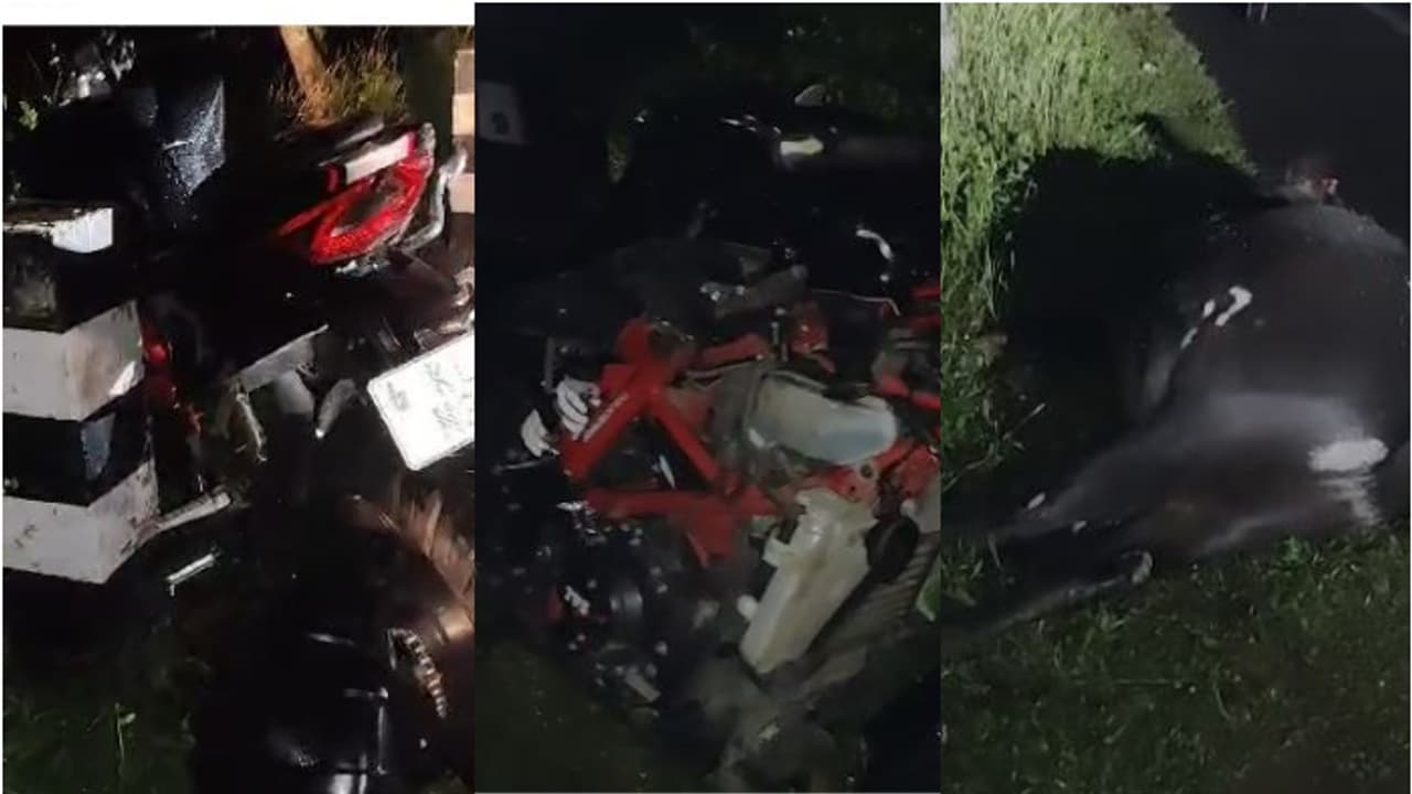 രാത്രിയിൽ റോഡിലൂടെ അലഞ്ഞുതിരിഞ്ഞ പോത്തിനെ ഇടിച്ച് ബൈക്ക് യാത്രികര്ക്ക് ഗുരുതര പരിക്ക് രാത്രിയിൽ റോഡിലൂടെ അലഞ്ഞുതിരിഞ്ഞ പോത്തിനെ ഇടിച്ച് ബൈക്ക് യാത്രികര്ക്ക് ഗുരുതര പരിക്ക്