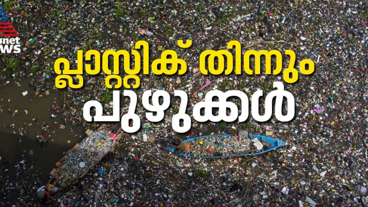 ഒഴിവാകുമോ ആ മാലിന്യ കൂമ്പാരം? പ്ലാസ്റ്റിക്കിനെ ഭക്ഷിക്കുന്ന പുഴുക്കളെ കണ്ടെത്തി