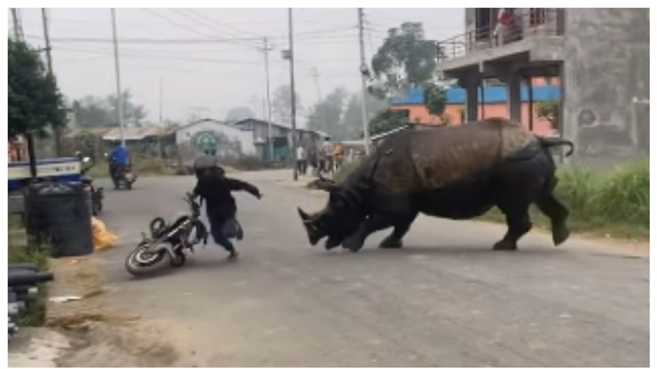 തെരുവിലേക്ക് ഓടിക്കയറിയത് കണ്ടാമൃഗം, കണ്ട് നിന്നവര്‍ ഓടിത്തള്ളി; വീഡിയോ വൈറല്‍ 