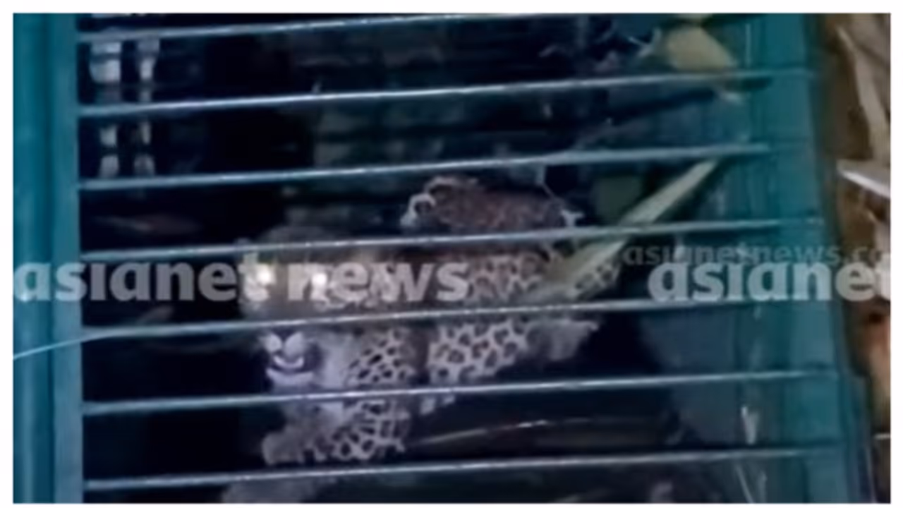 ചിതൽവെട്ടിക്കാർക്ക് ഇനി ആശ്വാസത്തോടെ ഉറങ്ങാം; ഭീതി പരത്തിയ 5 വയസുള്ള പെൺപുലി വനംവകുപ്പിന്റെ കെണിയിൽ ചിതൽവെട്ടിക്കാർക്ക് ഇനി ആശ്വാസത്തോടെ ഉറങ്ങാം; ഭീതി പരത്തിയ 5 വയസുള്ള പെൺപുലി വനംവകുപ്പിന്റെ കെണിയിൽ