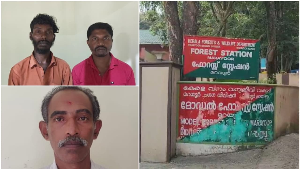 രഹസ്യവിവരം കിട്ടിയതോടെ അന്വേഷണം, ഒളിവിൽ പോയത് കൊടൈക്കനാലിൽ, മറയൂരിൽ നിന്നും ചന്ദന മരം കടത്തിയ 4 പേർ പിടിയിൽ 