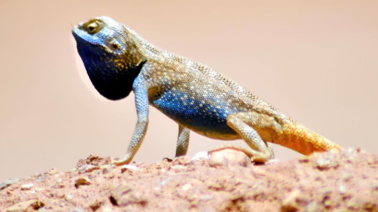 ശാസ്ത്രനാമം‘ട്രാപെലസ് സാവിഗ്നി’; ഇണചേരൽ സമയം പെൺപല്ലികളെ ആകർഷിക്കാൻ നീല നിറം, അപൂർവ ഇനം പല്ലികളെ കണ്ടെത്തി ശാസ്ത്രനാമം‘ട്രാപെലസ് സാവിഗ്നി’; ഇണചേരൽ സമയം പെൺപല്ലികളെ ആകർഷിക്കാൻ നീല നിറം, അപൂർവ ഇനം പല്ലികളെ കണ്ടെത്തി