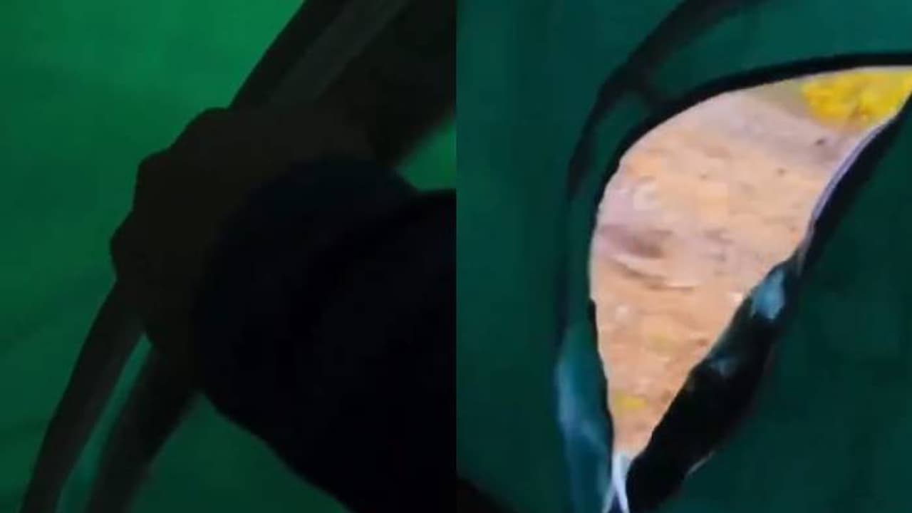 ആരായാലും പേടിക്കും, പേടിച്ചോടും; ടെന്റിന് പുറത്ത് ശബ്ദം കേട്ട് നോക്കിയ യുവാവ് കണ്ട കാഴ്ച ആരായാലും പേടിക്കും, പേടിച്ചോടും; ടെന്റിന് പുറത്ത് ശബ്ദം കേട്ട് നോക്കിയ യുവാവ് കണ്ട കാഴ്ച