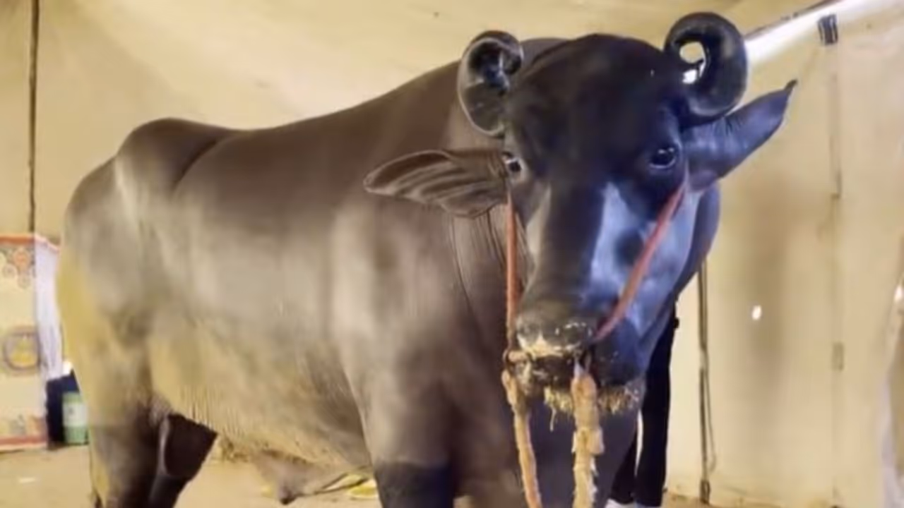 ಈ ದಷ್ಟಪುಷ್ಟ ಕೋಣದ ಬೆಲೆ 10 ಬೆಂಜ್ ಕಾರಿಗೆ ಸಮ; ಇದರ ಐಷಾರಾಮಿ ಜೀವನ ಯಾವ ಸ್ಟಾರ್ಗಿಂತಲೂ ಕಡಿಮೆ ಇಲ್ಲ ಈ ದಷ್ಟಪುಷ್ಟ ಕೋಣದ ಬೆಲೆ 10 ಬೆಂಜ್ ಕಾರಿಗೆ ಸಮ; ಇದರ ಐಷಾರಾಮಿ ಜೀವನ ಯಾವ ಸ್ಟಾರ್ಗಿಂತಲೂ ಕಡಿಮೆ ಇಲ್ಲ